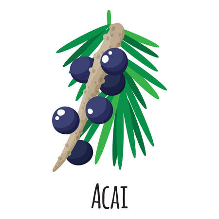 Acai superfood fruit for template farmer market design, label and packing. Natural energy protein organic food. Vector cartoon isolated illustration.のイラスト素材