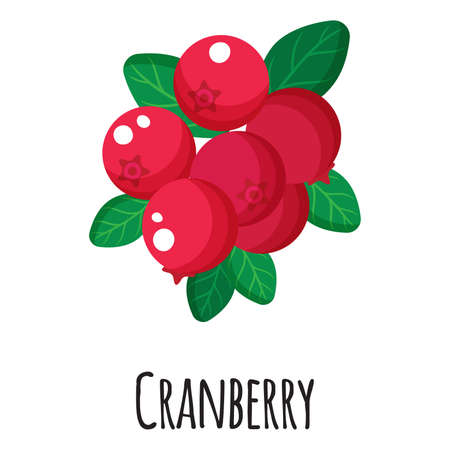 Cranberry superfood fruit for template farmer market design, label and packing. Natural energy protein organic food. Vector cartoon isolated illustration.のイラスト素材