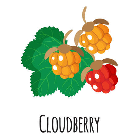 Cloudberry superfood fruit for template farmer market design, label and packing. Natural energy protein organic food. Vector cartoon isolated illustration.のイラスト素材
