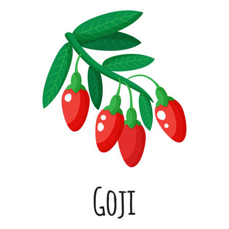 Goji superfood fruit for template farmer market design, label and packing. Natural energy protein organic food. Vector cartoon isolated illustration.のイラスト素材