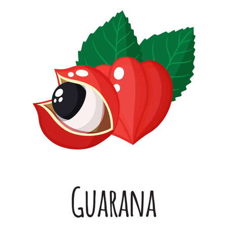 Guarana superfood fruit for template farmer market design, label and packing. Natural energy protein organic food. Vector cartoon isolated illustration.のイラスト素材