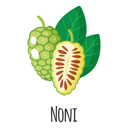 Noni superfood fruit for template farmer market design, label and packing. Natural energy protein organic food. Vector cartoon isolated illustration.のイラスト素材