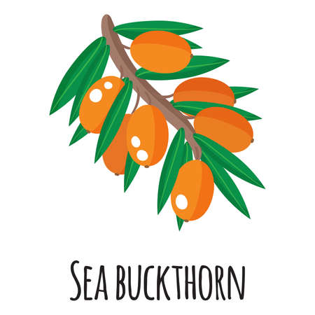 Sea buckthorn superfood fruit for template farmer market design, label and packing. Natural energy protein organic food. Vector cartoon isolated illustration.のイラスト素材