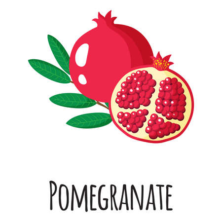 Pomegranate superfood fruit for template farmer market design, label and packing. Natural energy protein organic food. Vector cartoon isolated illustration.のイラスト素材