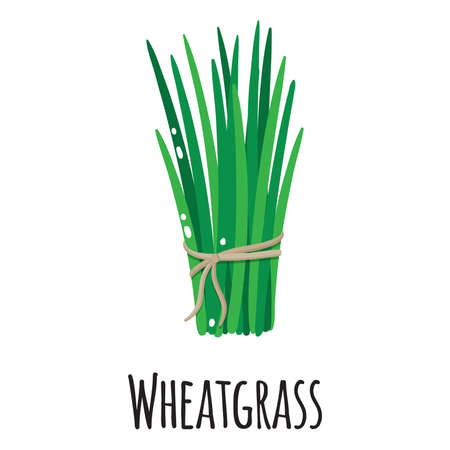 Wheatgrass superfood plant for template farmer market design, label and packing. Natural energy protein organic food. Vector cartoon isolated illustration.のイラスト素材