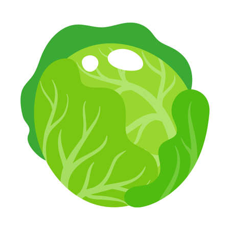 Vector cartoon fresh cabbage vegetable. Eco food shopping.のイラスト素材