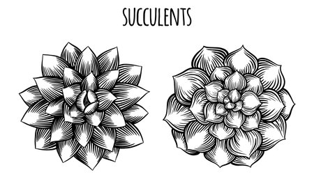 Set of succulents, cacti, greenery or plants for home decor, wedding invitation, greeting card and other design. Vector outline sketch black isolated illustration.のイラスト素材