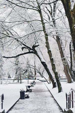 The road in the winter park with benches and trees covered in white snow