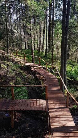 The wooden walking road with handrails in the spring coniferous forestの写真素材