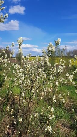 Photo of a spring tree blooming with white fragrant flowers under a blue skyの写真素材