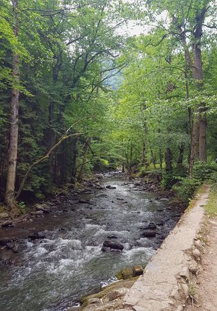 Photo of the mountain river in the middle of the forest in the reserve in Borjomiの写真素材