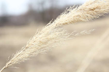 Dry grass in the streetの写真素材