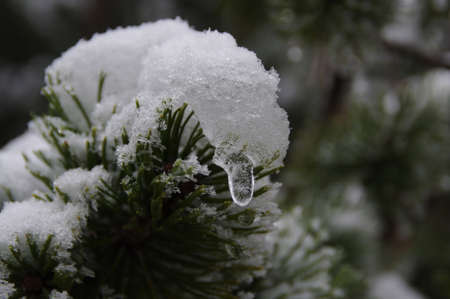 snowの写真素材