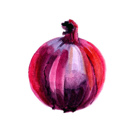 Watercolor red onion isolated on white backgroundの写真素材