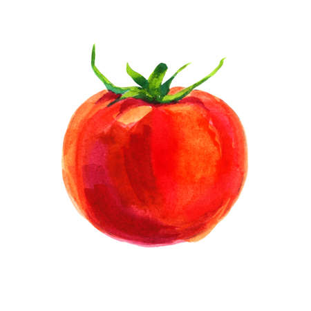 Watercolor tomato isolated on white backgroundの写真素材