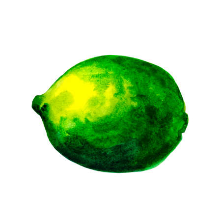 Watercolor lime isolated on white backgroundのイラスト素材