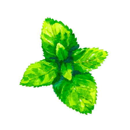 Watercolor oregano isolated on white backgroundのイラスト素材