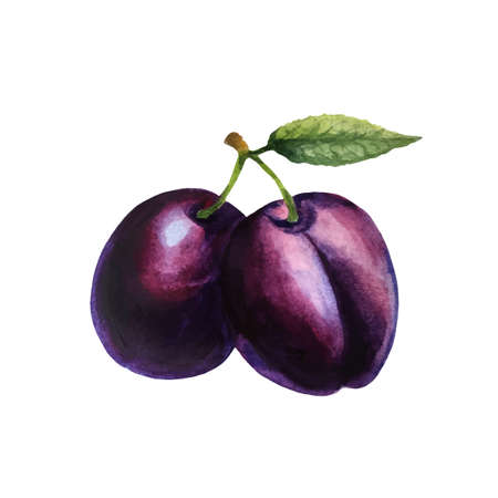 Realistic watercolor illustration plum isolated on white background vectorのイラスト素材