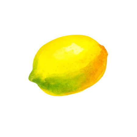 Realistic watercolor illustration fruit isolated on white background vectorのイラスト素材