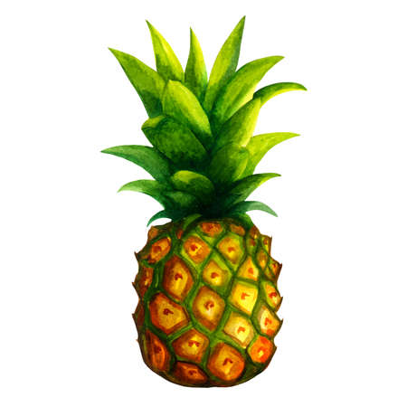 Realistic watercolor illustration fruit isolated on white background vectorのイラスト素材