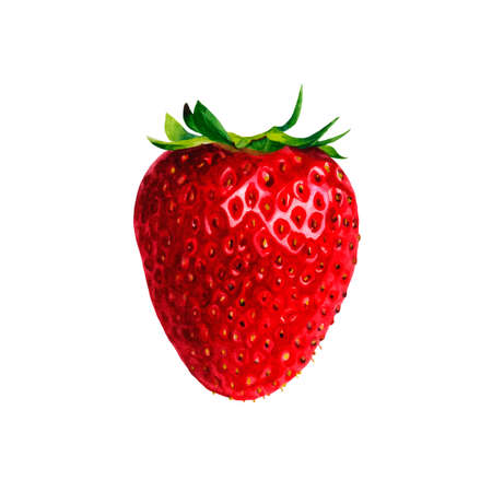 Realistic watercolor illustration fruit isolated on white background vectorのイラスト素材