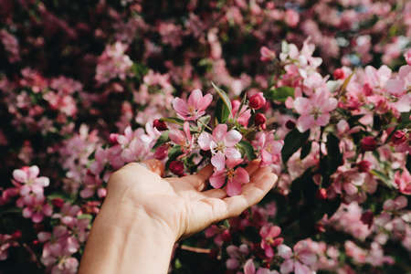 Beautiful Cherry blossom , pink sakura flowerの写真素材