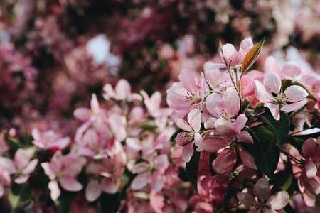 Beautiful Cherry blossom , pink sakura flowerの写真素材
