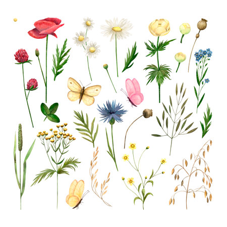 Set of wildflowers, leaves and butterflies, isolated watercolor illustrations for cards, invitations and print design.の写真素材