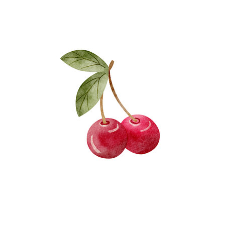 Watercolor illustration of cherry juicy fruit with green leaves branch of two berries red hand drawn on isolated background for packaging design, label, cards, holidays, clothes, dishesの写真素材