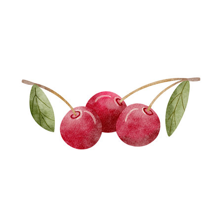 Watercolor illustration three cherries fruit with green leaves twig berries pink hand drawn on isolated background for packaging design, label, cards, holidays, clothes, dishesの写真素材