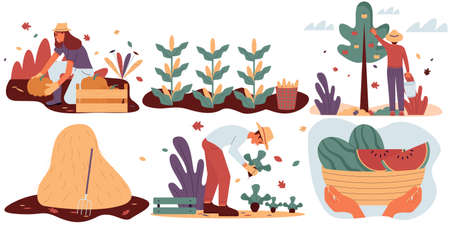 Set of men and women picking autumn crops in the garden or on the farm. Seasonal agricultural work.Vector flat illustration from a cartoon. White background. Eps10のイラスト素材