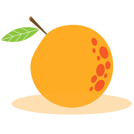 Picture of orange on a white background. Vector illustrationのイラスト素材