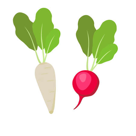 picture of radishes on a backgroundのイラスト素材