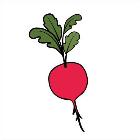 picture of radishes on a backgroundのイラスト素材