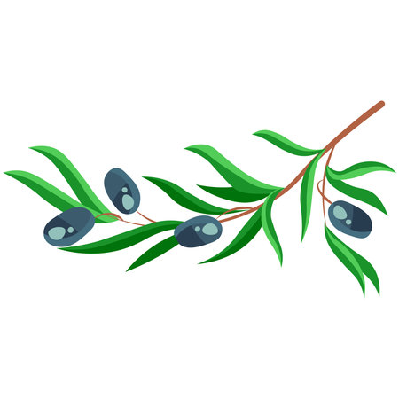 Picture of a branch of olives on a white background.のイラスト素材