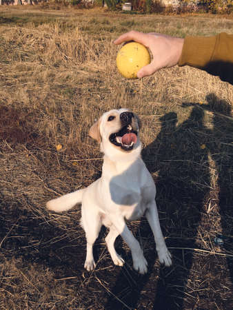 Cute yellow labrador retriever puppy playing with a ball.の写真素材