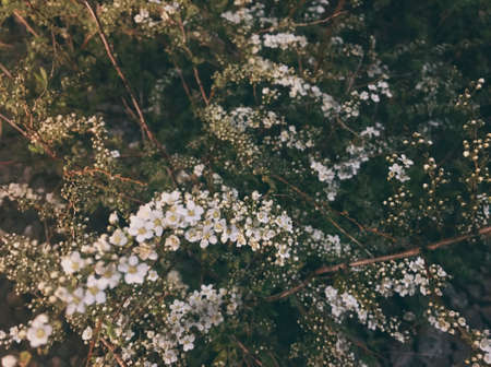 Beautiful white spirea flowers in the garden. Floral backgroundの写真素材