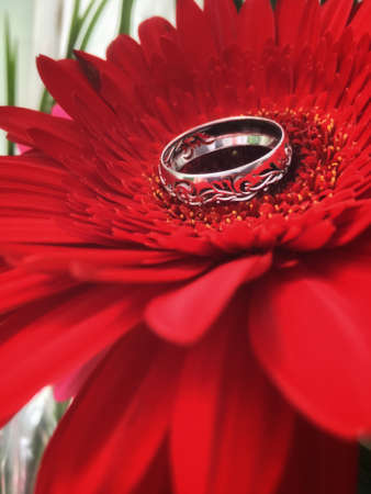 Wedding rings on a red gerbera flower close upの写真素材