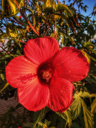 Beautiful red hibiscus flower blooming in the gardenの写真素材