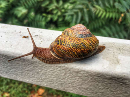bright snail near leavesの写真素材