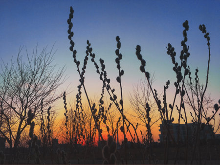 the sunset over the willow branchの写真素材