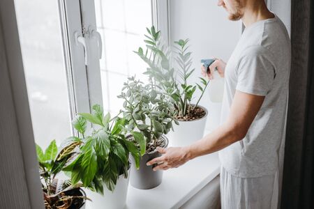 Man spraying water on a house plant and flower with a spray bottle at home. Housework and household concept.の写真素材