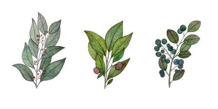 set of beautiful watercolor unusual twigs with beautiful leaves and berries for wallpaper decor design clipartの写真素材