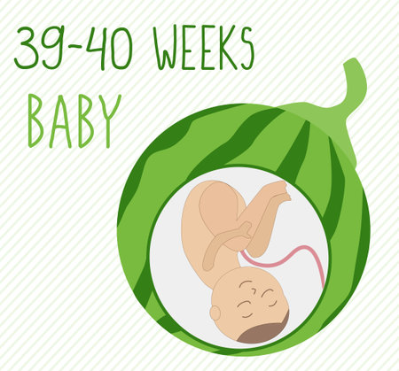 Watermelon. pregnancy development, size of embryo for 39-40 weeks. compare with vegetables. Human...