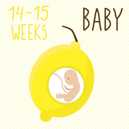 Lemon. pregnancy development, size of embryo for 14-15 weeks. compare with fruits. Human fetus inside the womb 3 months. Vector illustrations on striped backgroundのイラスト素材