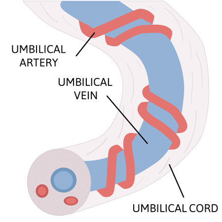 anatomy of umbilical cord. two umbilical arteries and one umbilical vien