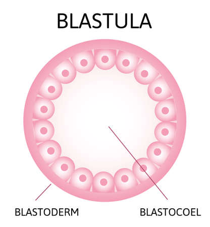 morula. embryo cell consisting of 16 cells in a solid ballのイラスト素材