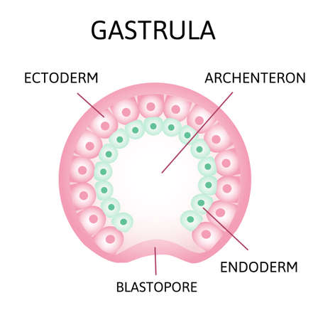 the process of gastrulation. Remnant of blastocoel, invaginating, endoderm, ectoderm,のイラスト素材