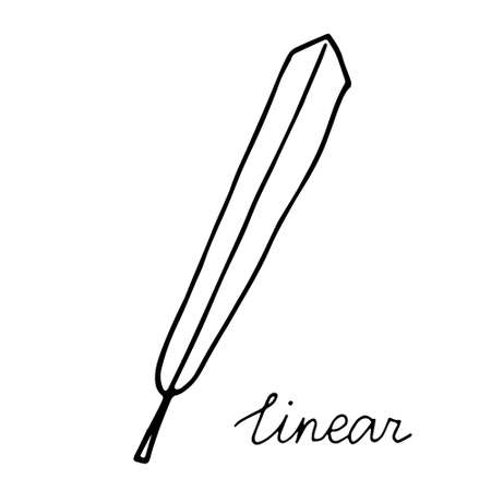 hand drawn doodle leaf. Black shape with different forms. linear Leaf shape. birch, aspen. vector illustration isolated on white background.のイラスト素材