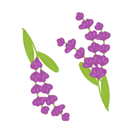 Cartoon vector illustration of sprig of lavender isolated on white background.のイラスト素材